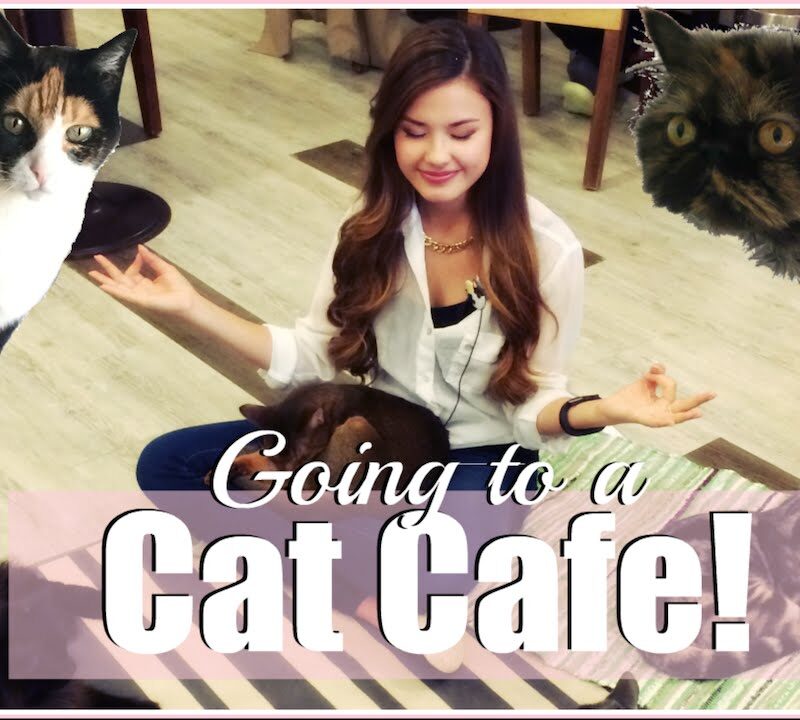 Visiting the Cat’s Attic Cat Cafe in Seoul, Korea |The Travel Breakdown