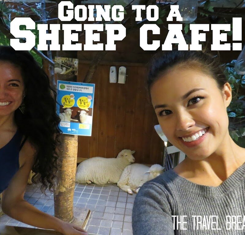 Tips for Visiting The Thanks Nature Sheep Cafe in Seoul, Korea | The Travel Breakdown