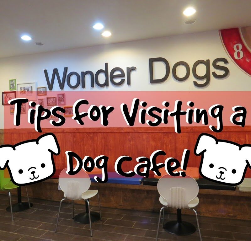 Tips for Visiting a Dog Cafe in Seoul, Korea | The Travel Breakdown